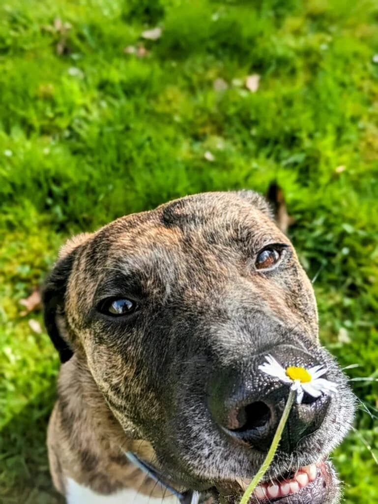 Bayo, braun schwarz gestromt  male Mixed Breed for adoption at Tierschutzverein Diez, Diez — photo 8 of 18