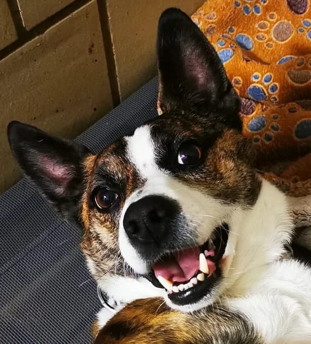 Attila, braun-weiss-gestromt male Mixed Breed for adoption at Tierschutzverein Diez, Diez