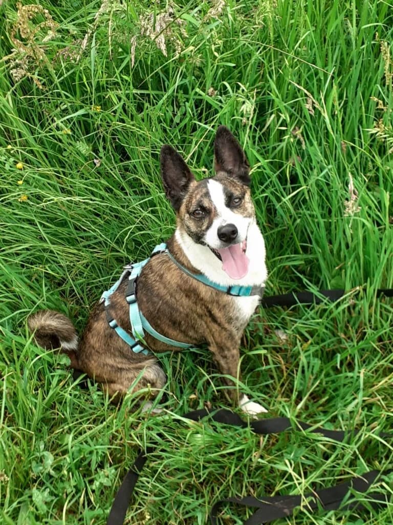 Attila, braun-weiss-gestromt male Mixed Breed for adoption at Tierschutzverein Diez, Diez — photo 2 of 12
