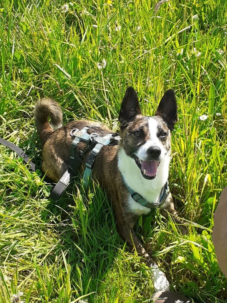 Attila, braun-weiss-gestromt male Mixed Breed for adoption at Tierschutzverein Diez, Diez — photo 3 of 12