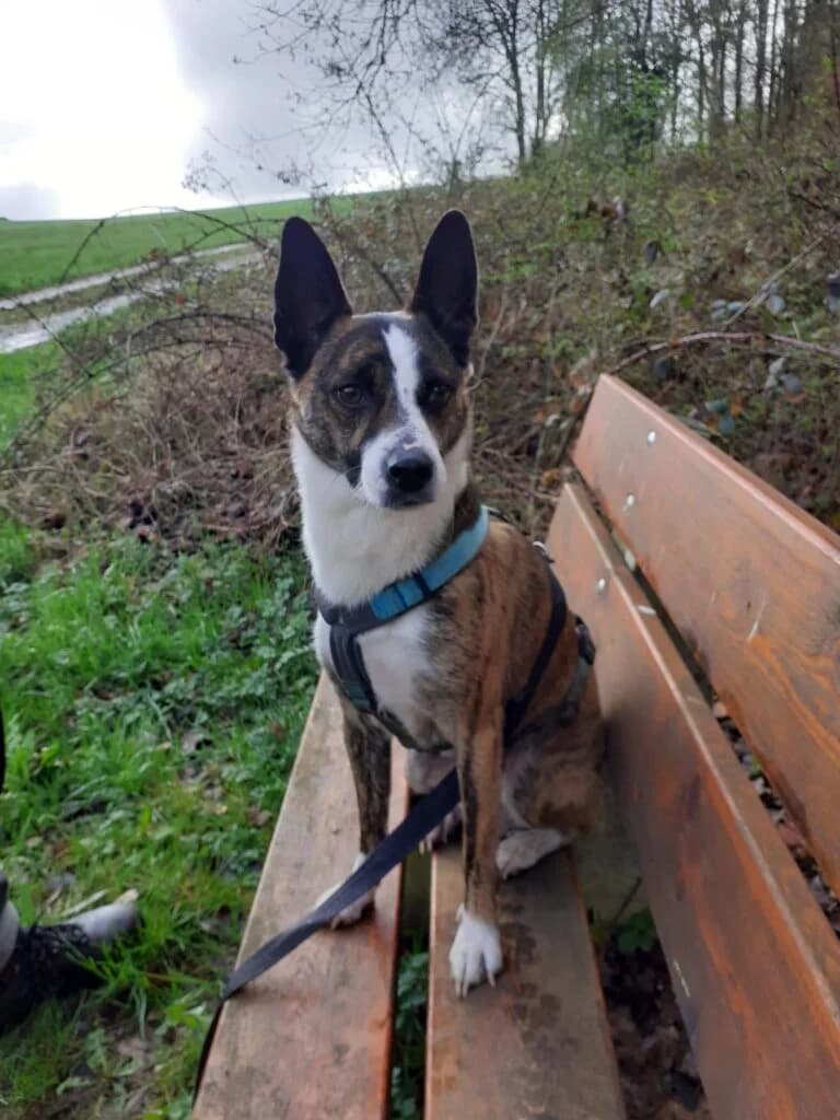 Attila, braun-weiss-gestromt male Mixed Breed for adoption at Tierschutzverein Diez, Diez — photo 4 of 12