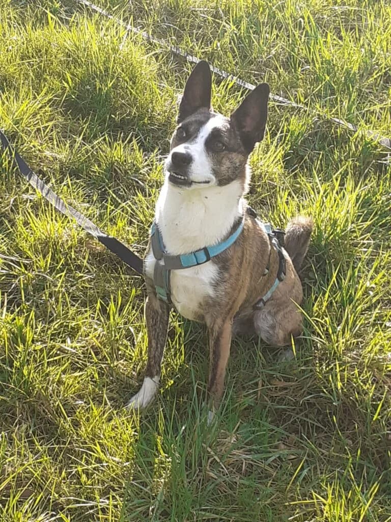 Attila, braun-weiss-gestromt male Mixed Breed for adoption at Tierschutzverein Diez, Diez — photo 5 of 12