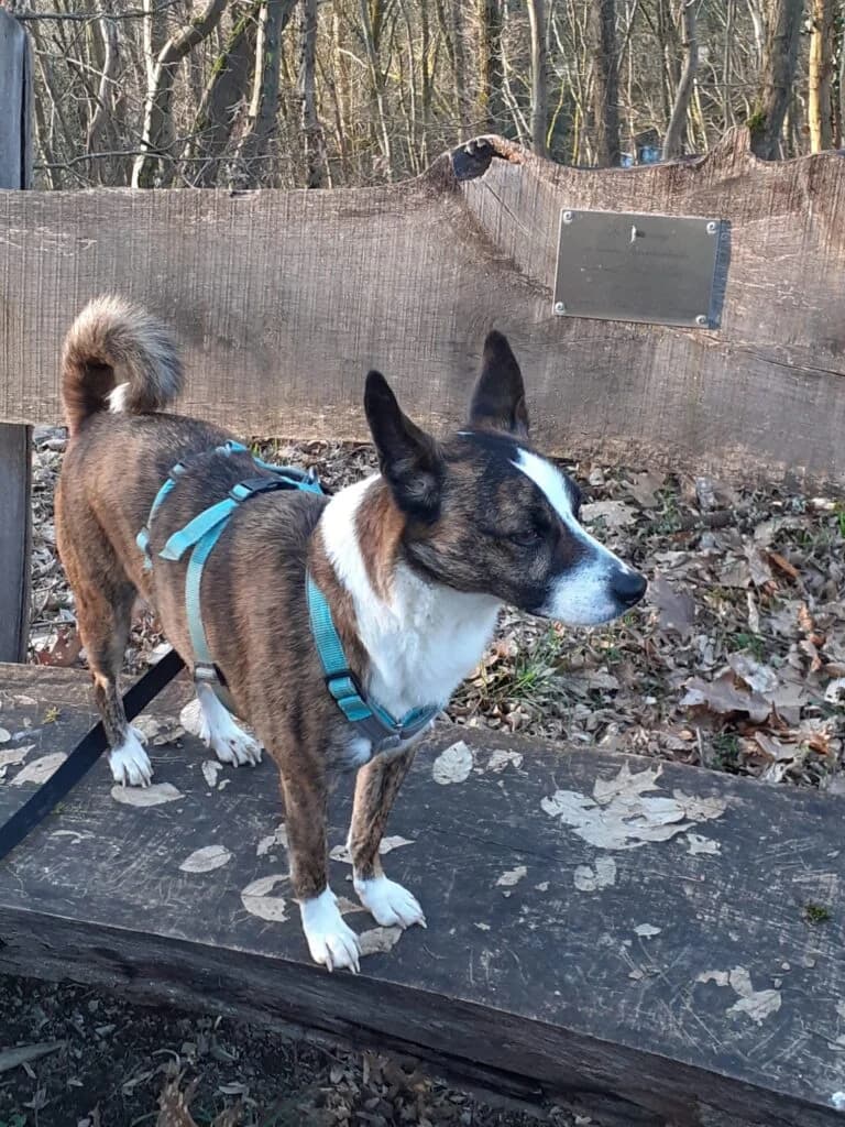 Attila, braun-weiss-gestromt male Mixed Breed for adoption at Tierschutzverein Diez, Diez — photo 6 of 12
