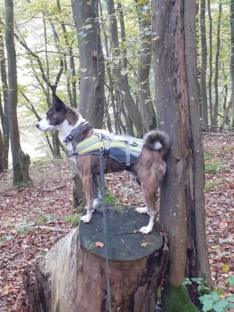 Attila, braun-weiss-gestromt male Mixed Breed for adoption at Tierschutzverein Diez, Diez — photo 7 of 12