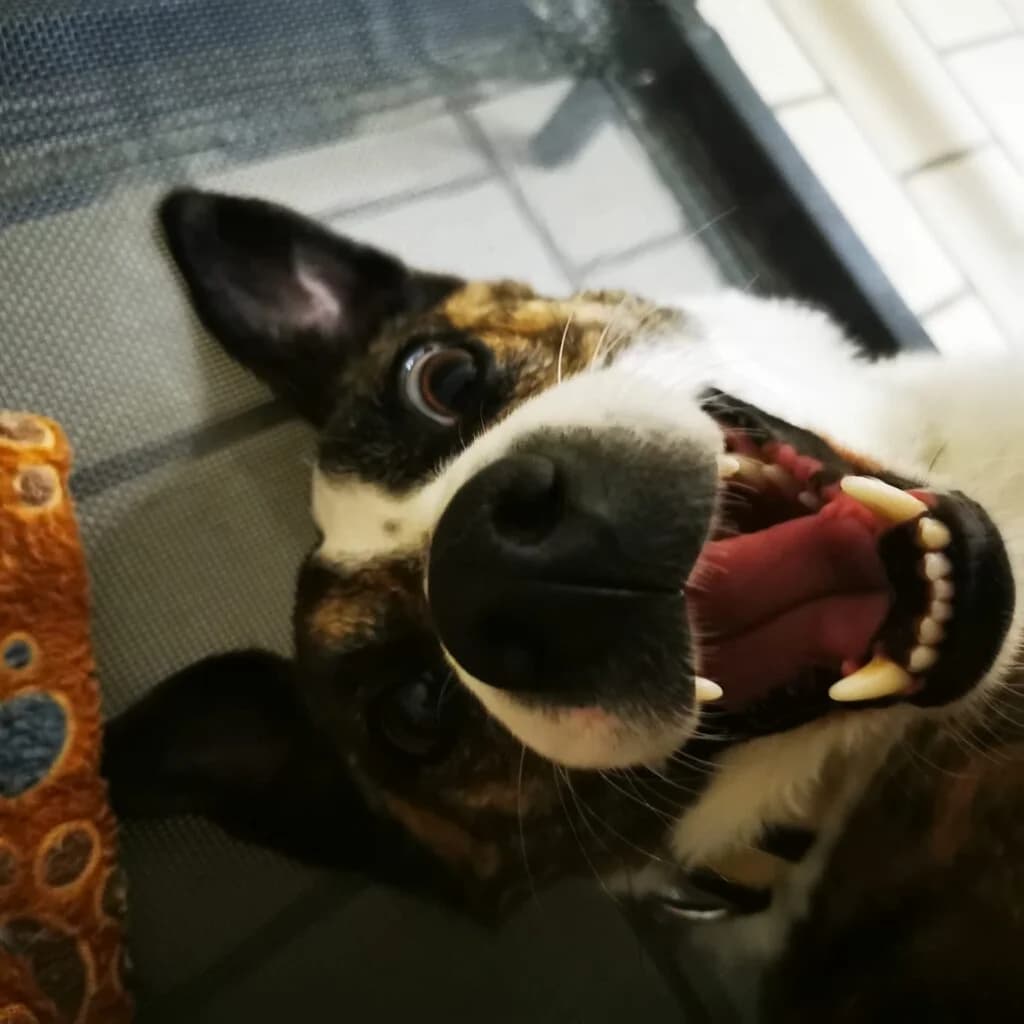 Attila, braun-weiss-gestromt male Mixed Breed for adoption at Tierschutzverein Diez, Diez — photo 8 of 12