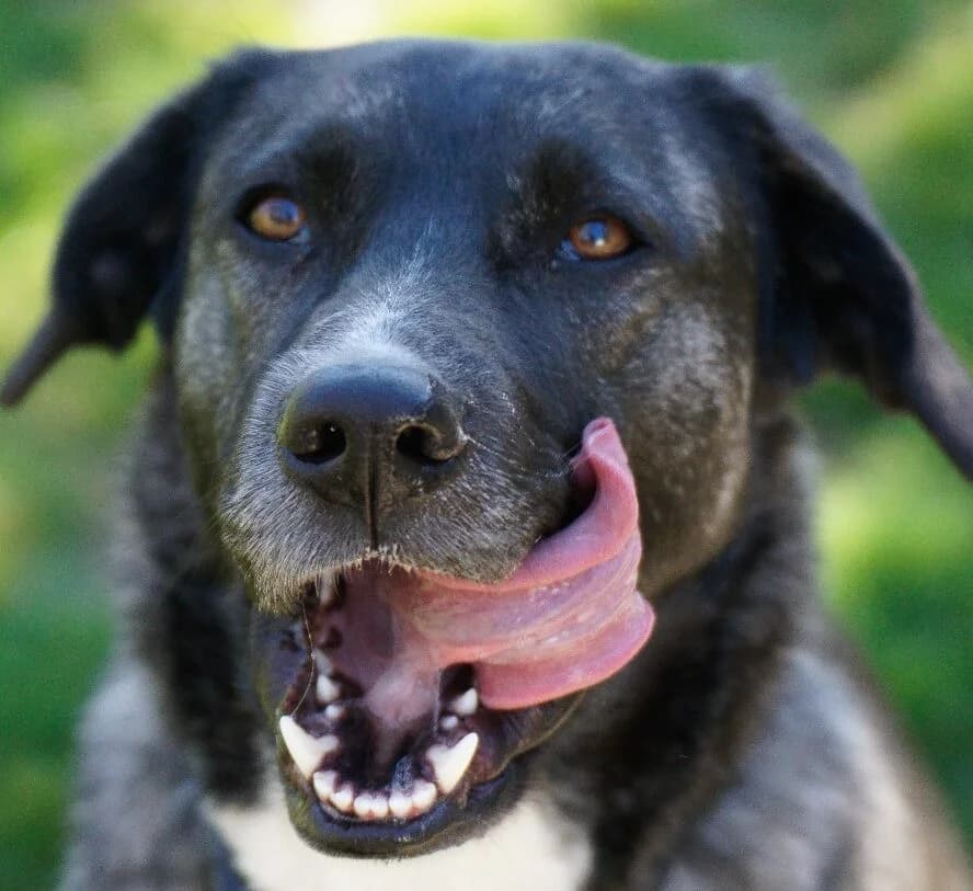 Sally, schwarz-weiss-grau female Mixed Breed for adoption at Tierschutzverein Diez, Diez