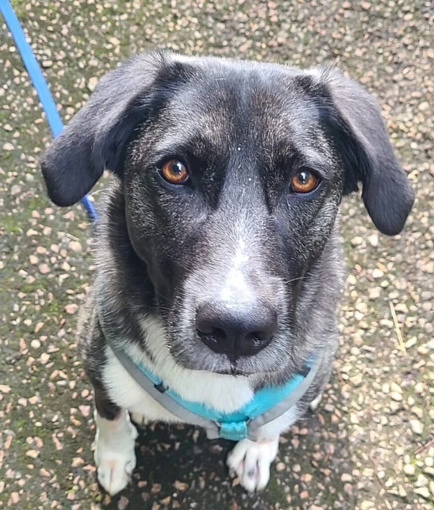 Sally, schwarz-weiss-grau female Mixed Breed for adoption at Tierschutzverein Diez, Diez — photo 2 of 7