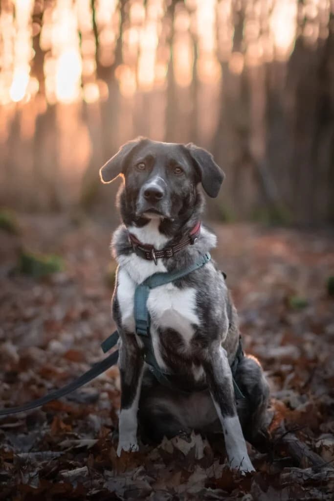 Sally, schwarz-weiss-grau female Mixed Breed for adoption at Tierschutzverein Diez, Diez — photo 3 of 7