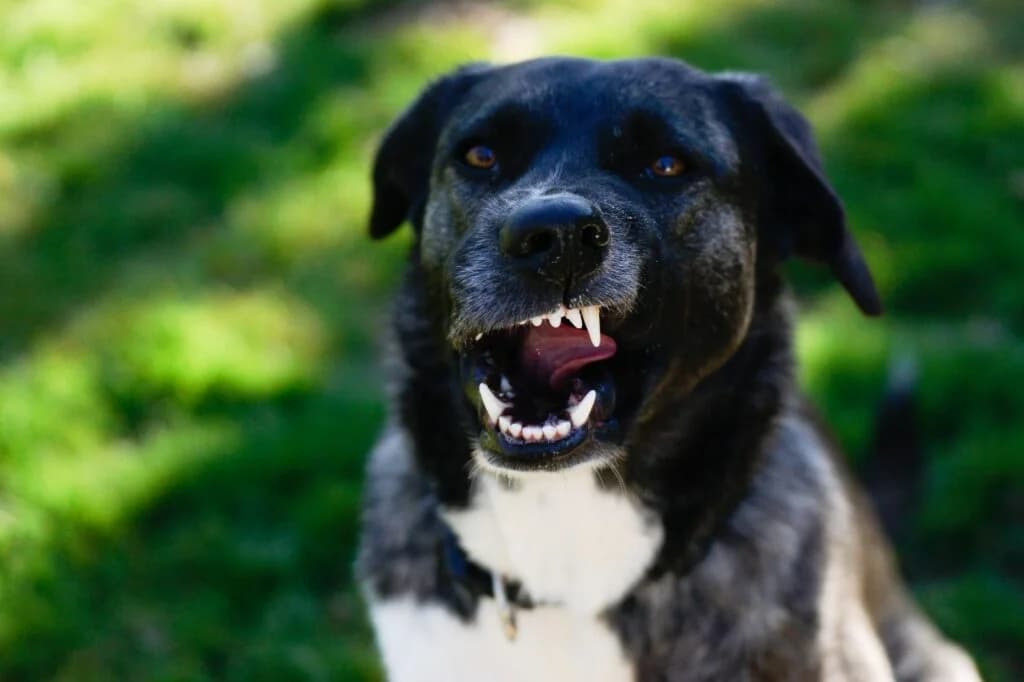 Sally, schwarz-weiss-grau female Mixed Breed for adoption at Tierschutzverein Diez, Diez — photo 4 of 7