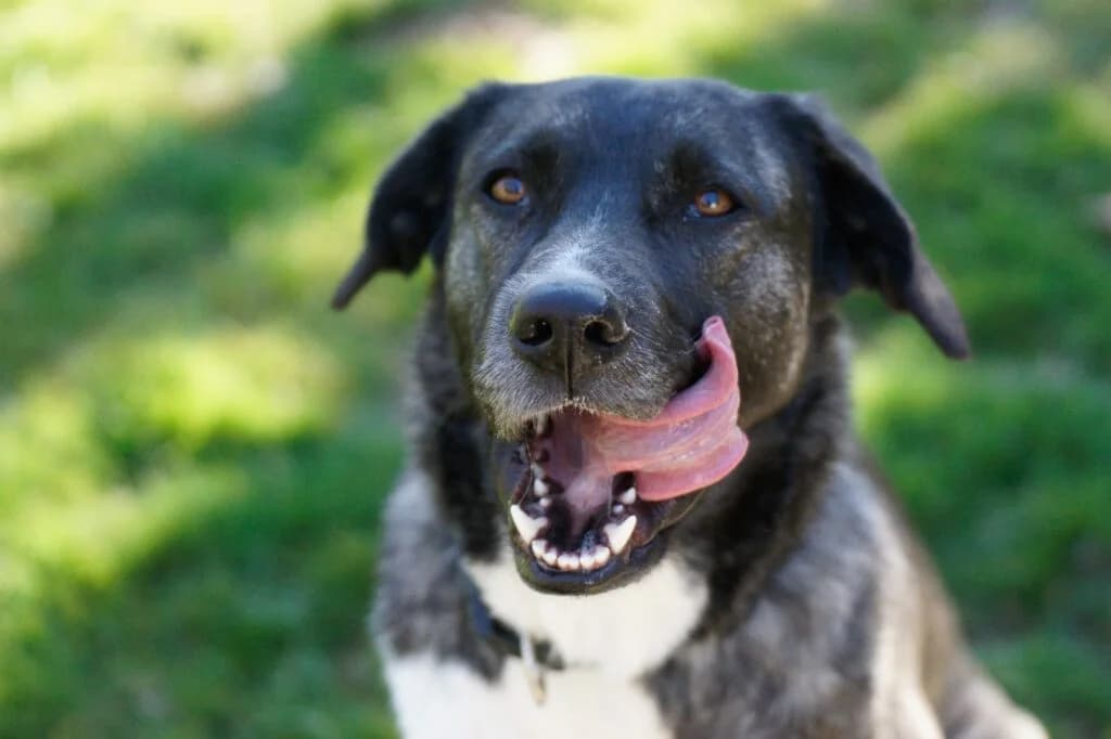Sally, schwarz-weiss-grau female Mixed Breed for adoption at Tierschutzverein Diez, Diez — photo 5 of 7
