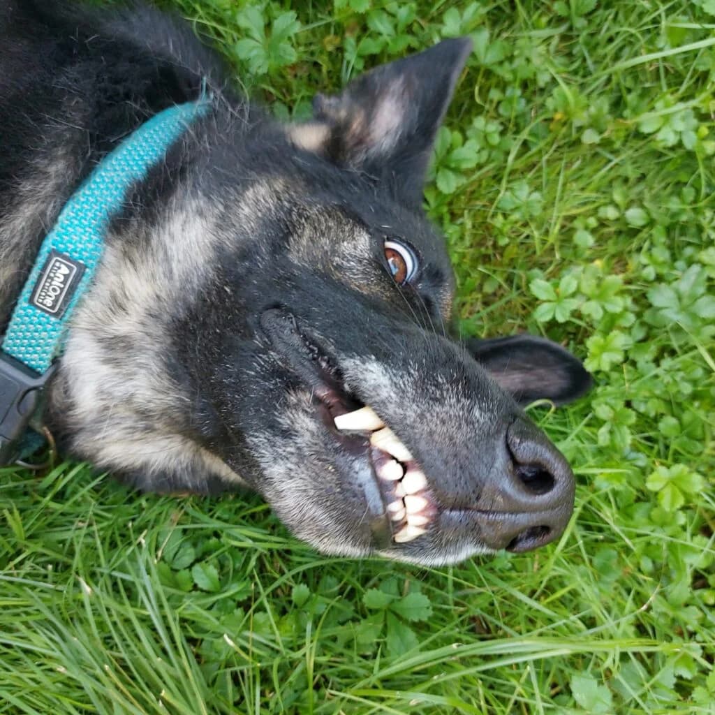 Sally, schwarz-weiss-grau female Mixed Breed for adoption at Tierschutzverein Diez, Diez — photo 6 of 7