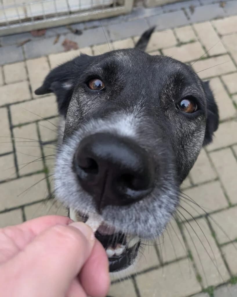 Sally, schwarz-weiss-grau female Mixed Breed for adoption at Tierschutzverein Diez, Diez — photo 7 of 7