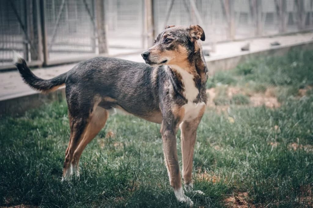 Flash, braun-schwarz-weiss male Mixed Breed for adoption at Tierschutzverein Diez, Diez — photo 2 of 6