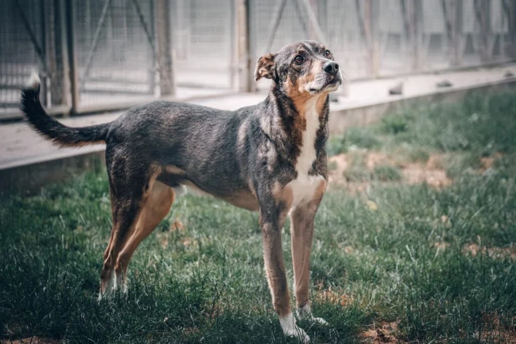 Flash, braun-schwarz-weiss male Mixed Breed for adoption at Tierschutzverein Diez, Diez — photo 4 of 6
