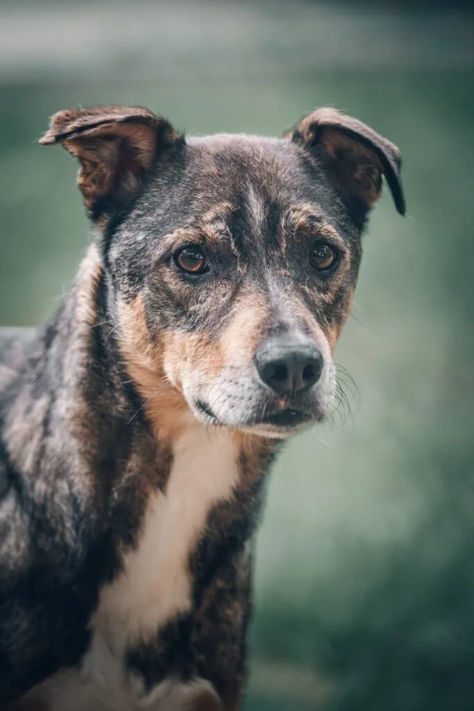 Flash, braun-schwarz-weiss male Mixed Breed for adoption at Tierschutzverein Diez, Diez — photo 5 of 6