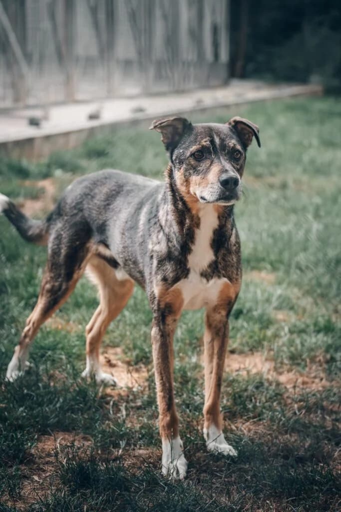 Flash, braun-schwarz-weiss male Mixed Breed for adoption at Tierschutzverein Diez, Diez — photo 6 of 6