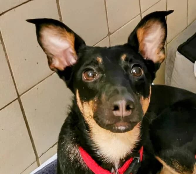 Vajana, schwarz-braun female Mixed Breed for adoption at Tierschutzverein Diez, Diez