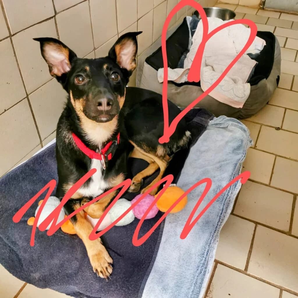 Vajana, schwarz-braun female Mixed Breed for adoption at Tierschutzverein Diez, Diez — photo 2 of 4