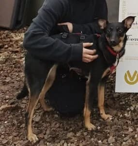 Vajana, schwarz-braun female Mixed Breed for adoption at Tierschutzverein Diez, Diez — photo 3 of 4