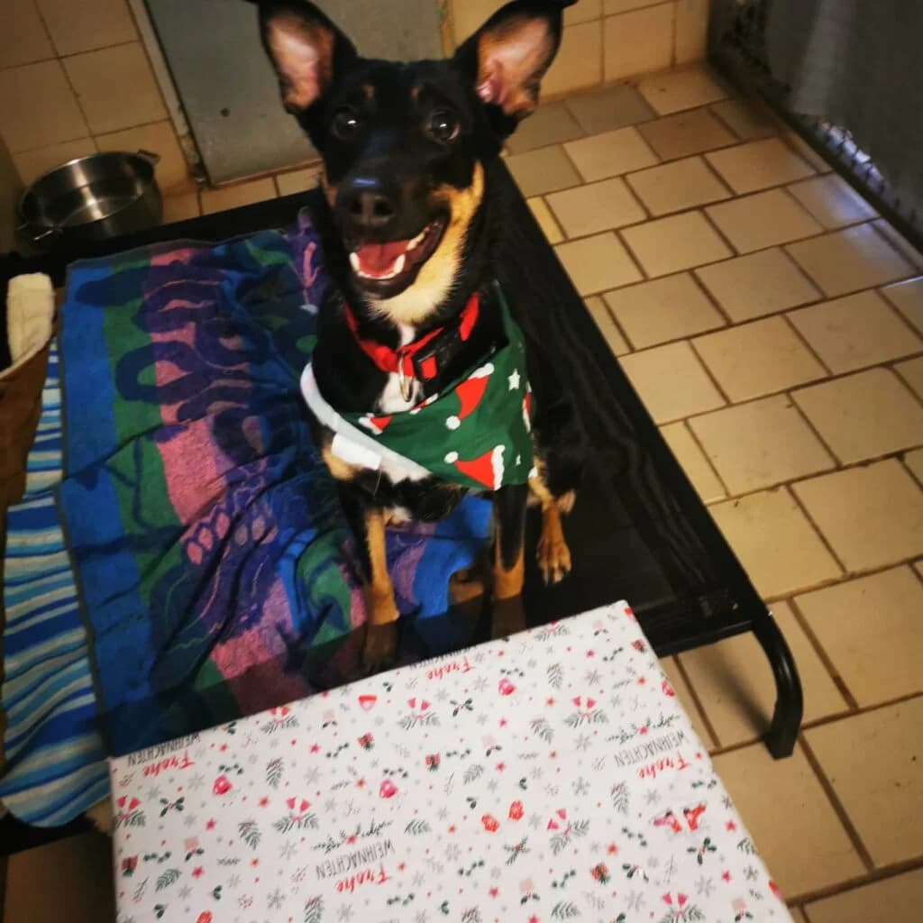 Vajana, schwarz-braun female Mixed Breed for adoption at Tierschutzverein Diez, Diez — photo 4 of 4