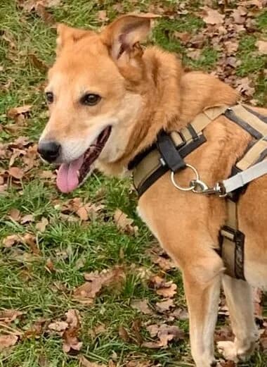 Sunny, beige-rot male Mixed Breed for adoption at Tierschutzverein Diez, Diez