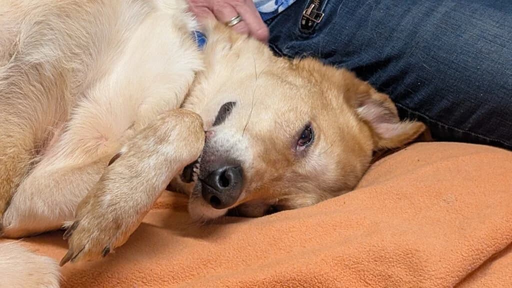Sunny, beige-rot male Mixed Breed for adoption at Tierschutzverein Diez, Diez — photo 2 of 7