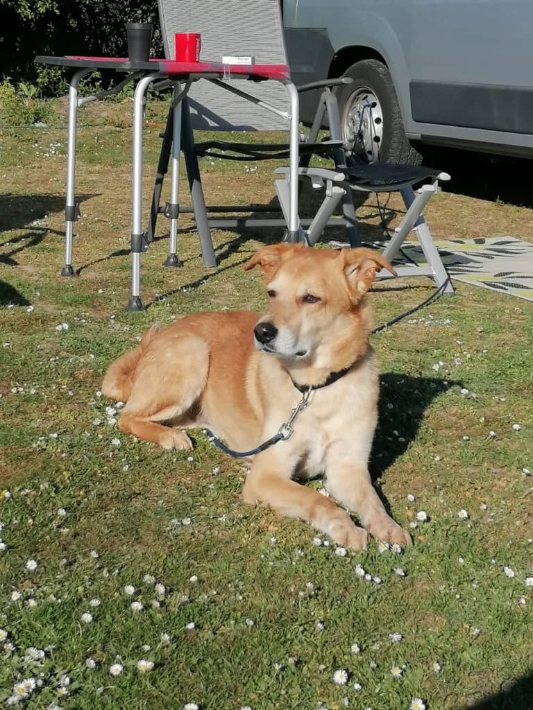 Sunny, beige-rot male Mixed Breed for adoption at Tierschutzverein Diez, Diez — photo 3 of 7