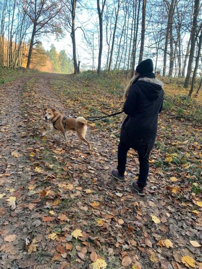 Sunny, beige-rot male Mixed Breed for adoption at Tierschutzverein Diez, Diez — photo 4 of 7