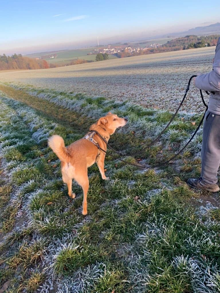 Sunny, beige-rot male Mixed Breed for adoption at Tierschutzverein Diez, Diez — photo 5 of 7