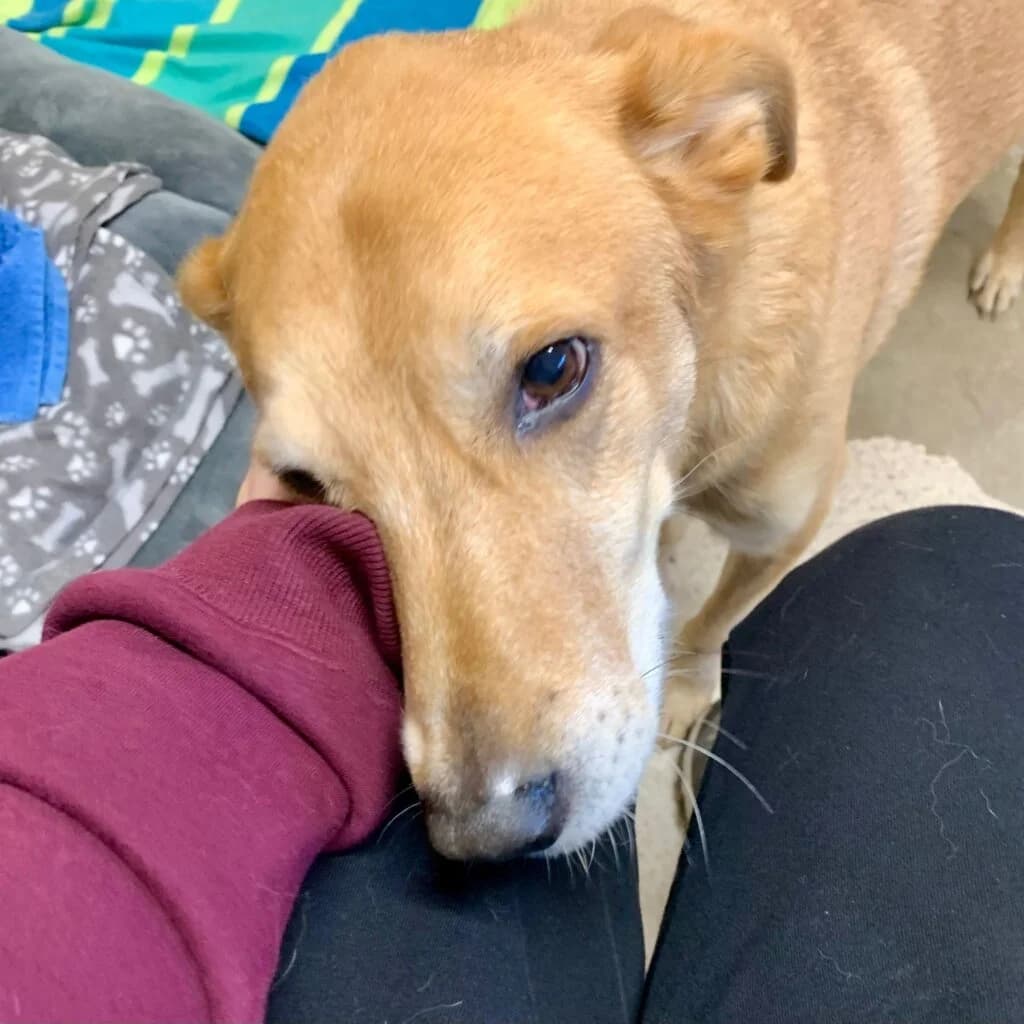 Sunny, beige-rot male Mixed Breed for adoption at Tierschutzverein Diez, Diez — photo 6 of 7