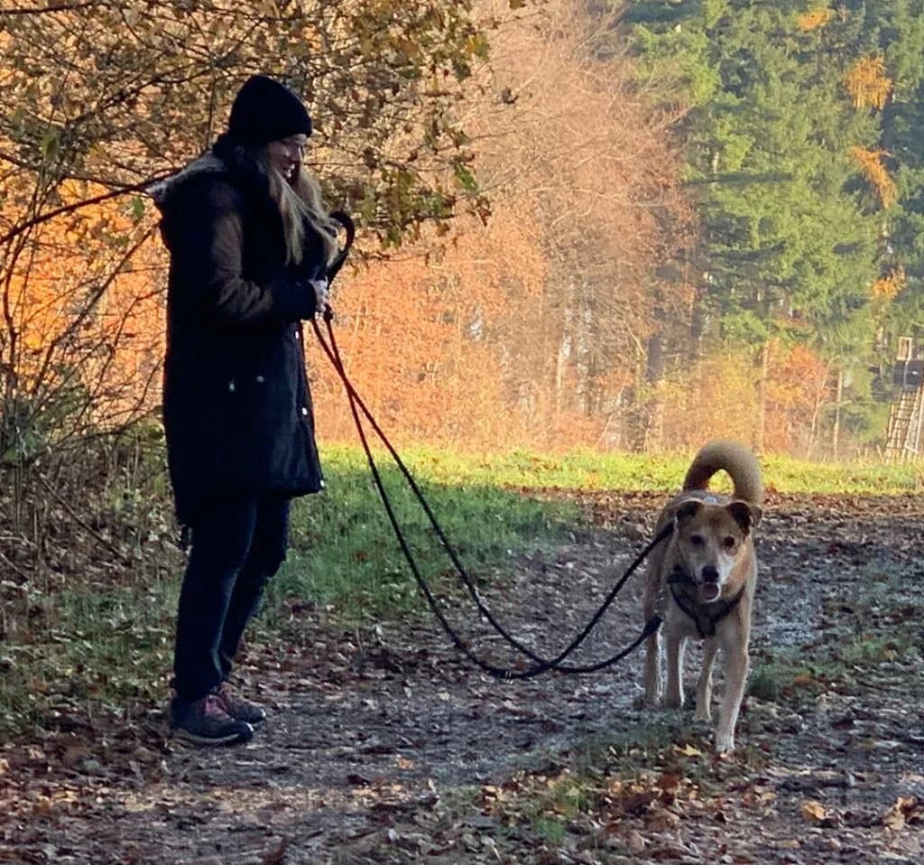 Sunny, beige-rot male Mixed Breed for adoption at Tierschutzverein Diez, Diez — photo 7 of 7