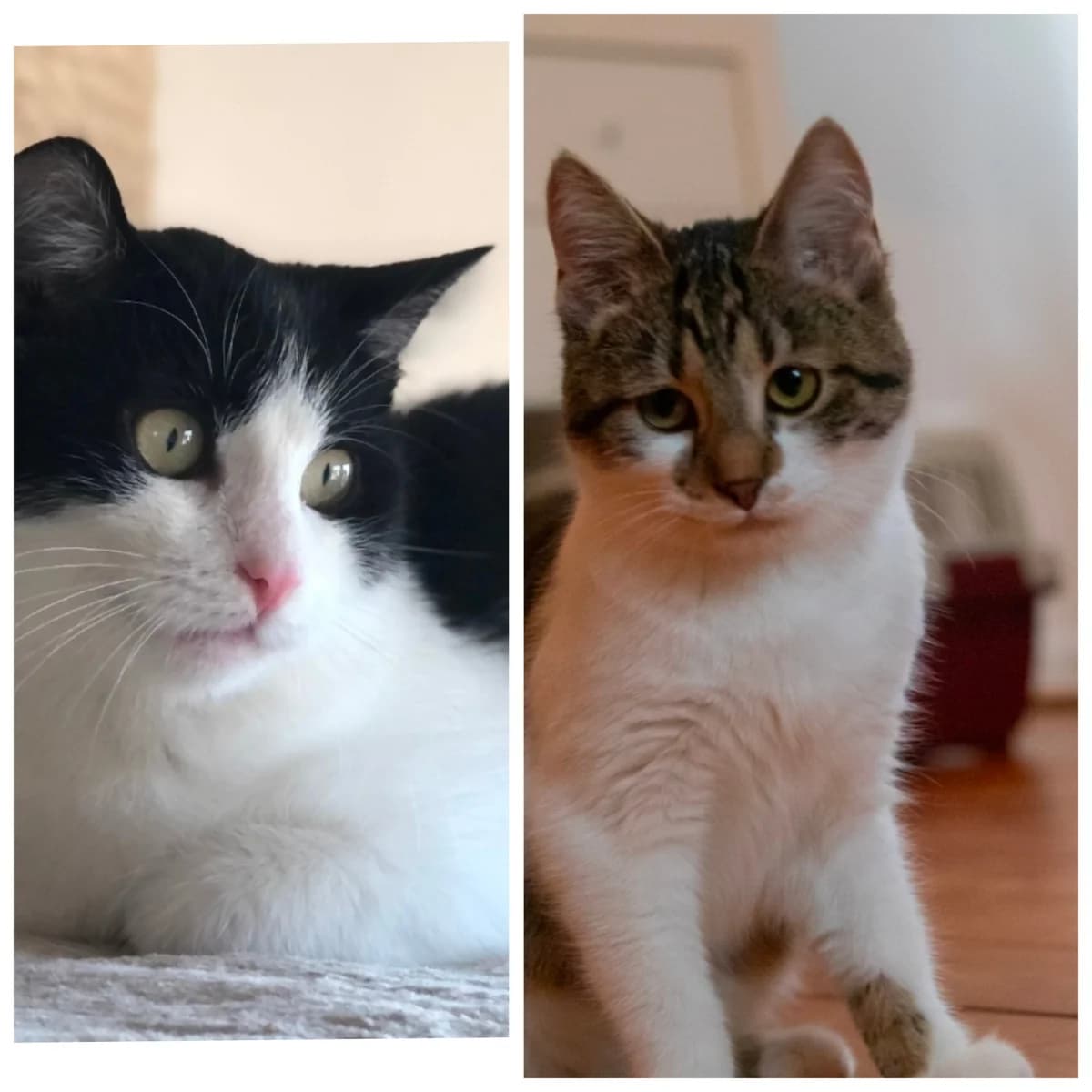 Betty & Nick,  European Shorthair for adoption at Tierschutzverein Diez, Diez