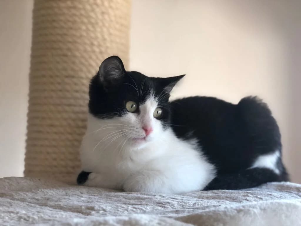 Betty & Nick,  European Shorthair for adoption at Tierschutzverein Diez, Diez — photo 2 of 3