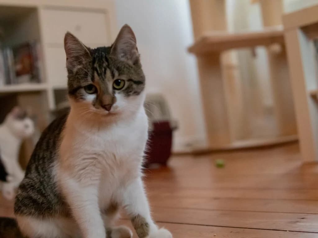 Betty & Nick,  European Shorthair for adoption at Tierschutzverein Diez, Diez — photo 3 of 3