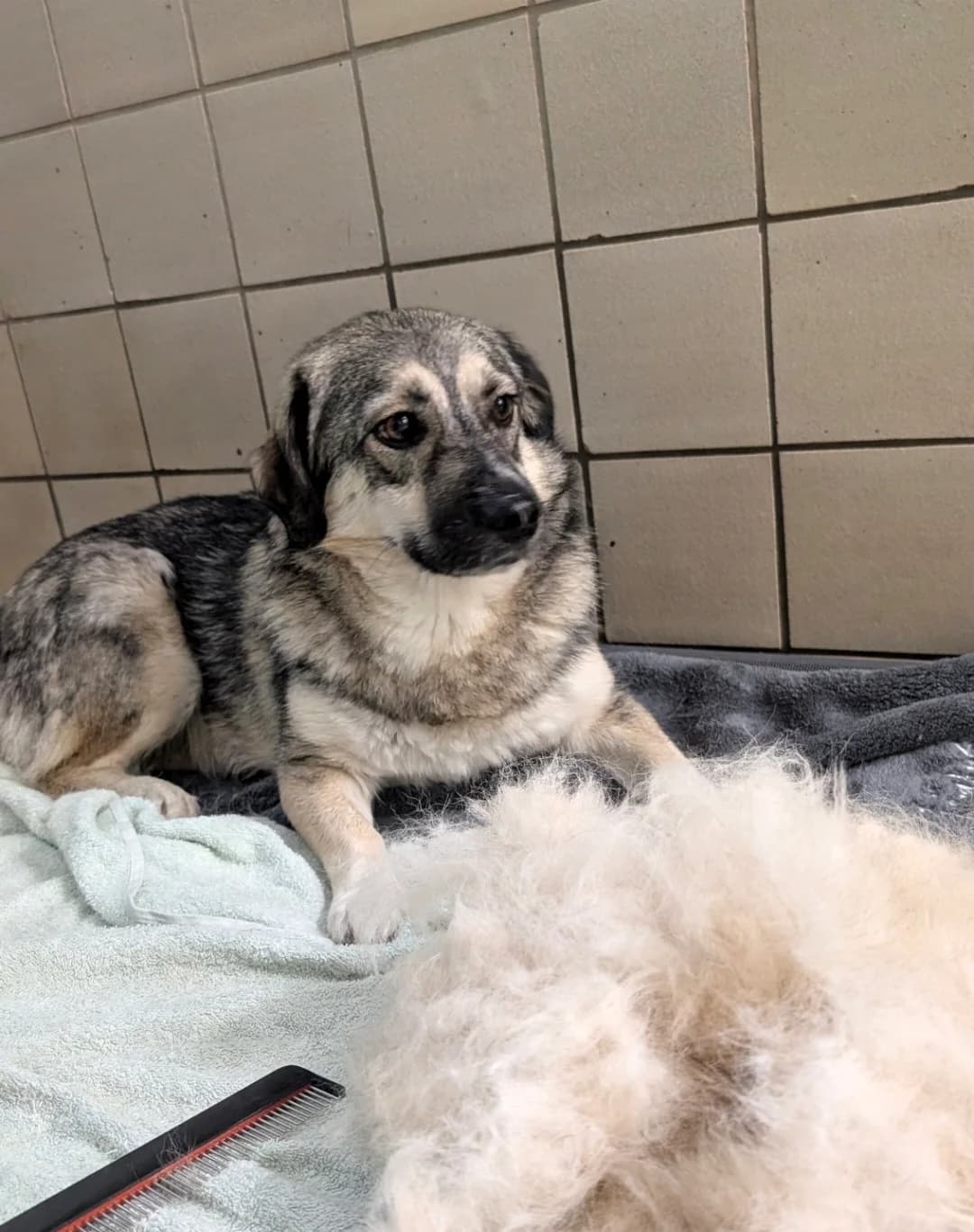 Pelle, Grau-schwarz-beige male Mixed Breed for adoption at Tierschutzverein Diez, Diez