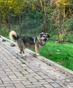 Pelle, Grau-schwarz-beige male Mixed Breed for adoption at Tierschutzverein Diez, Diez — photo 2 of 4