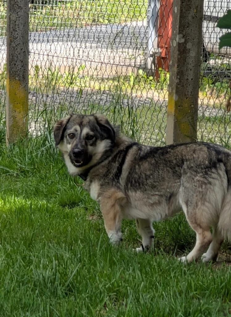 Pelle, Grau-schwarz-beige male Mixed Breed for adoption at Tierschutzverein Diez, Diez — photo 3 of 4
