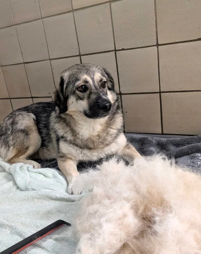 Pelle, Grau-schwarz-beige male Mixed Breed for adoption at Tierschutzverein Diez, Diez — photo 4 of 4