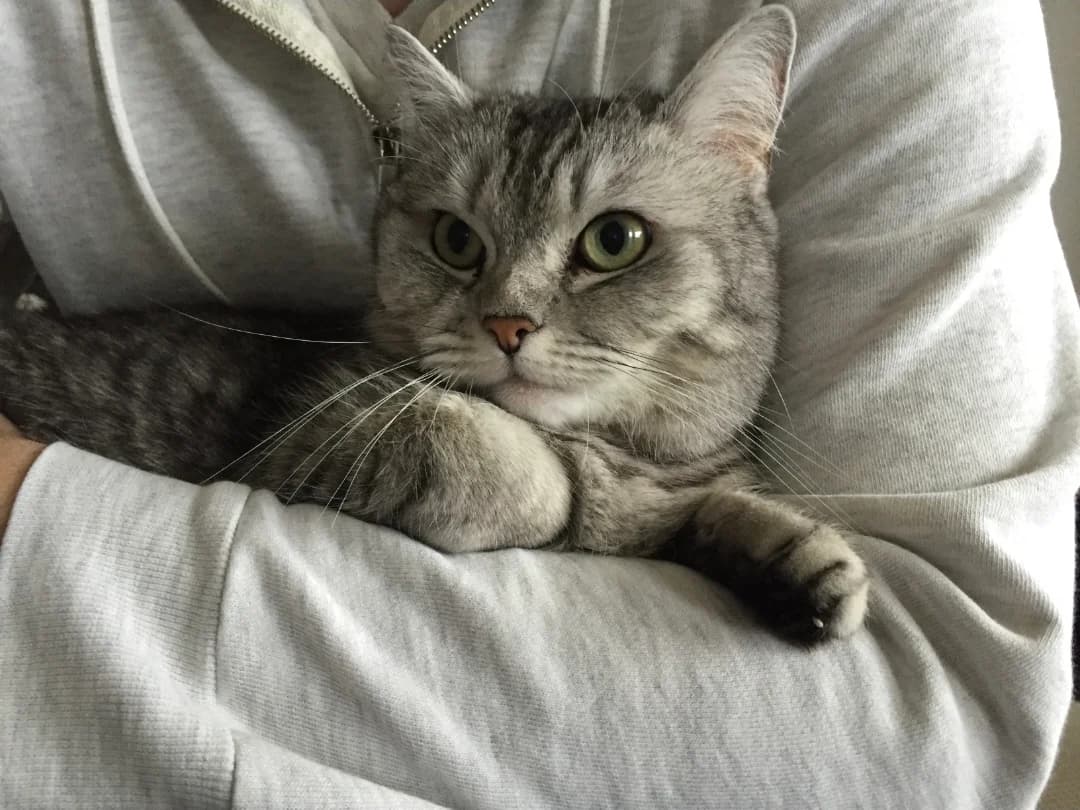 Trixy, Grau getigert female senior British Shorthair for adoption at Tierschutzverein Diez, Diez
