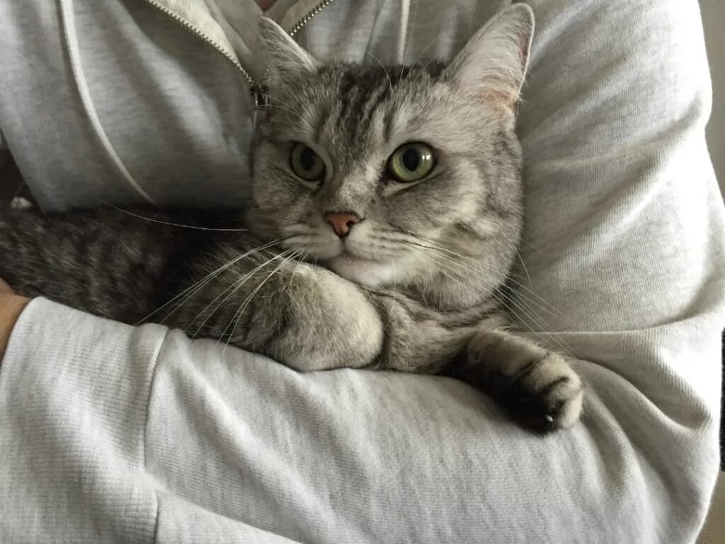 Trixy, Grau getigert female British Shorthair for adoption at Tierschutzverein Diez, Diez — photo 2 of 4