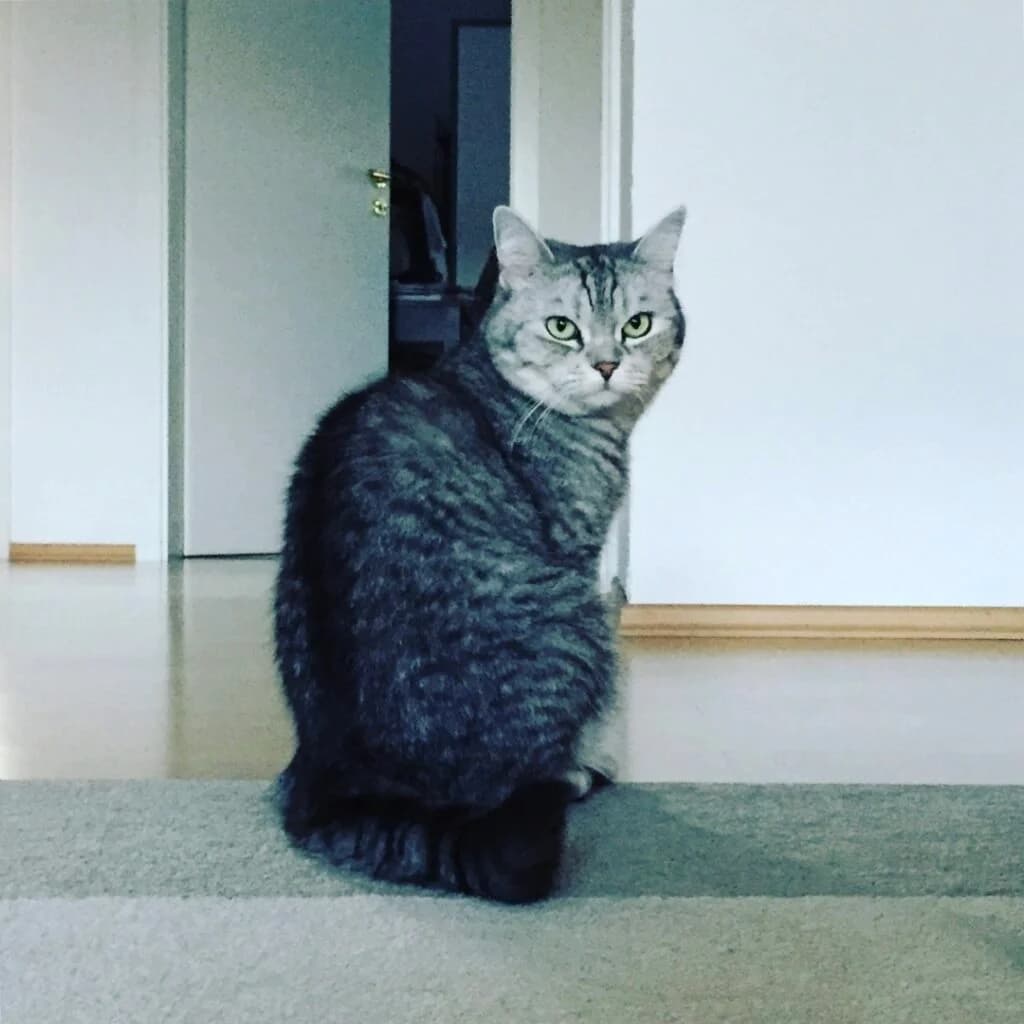 Trixy, Grau getigert female British Shorthair for adoption at Tierschutzverein Diez, Diez — photo 3 of 4