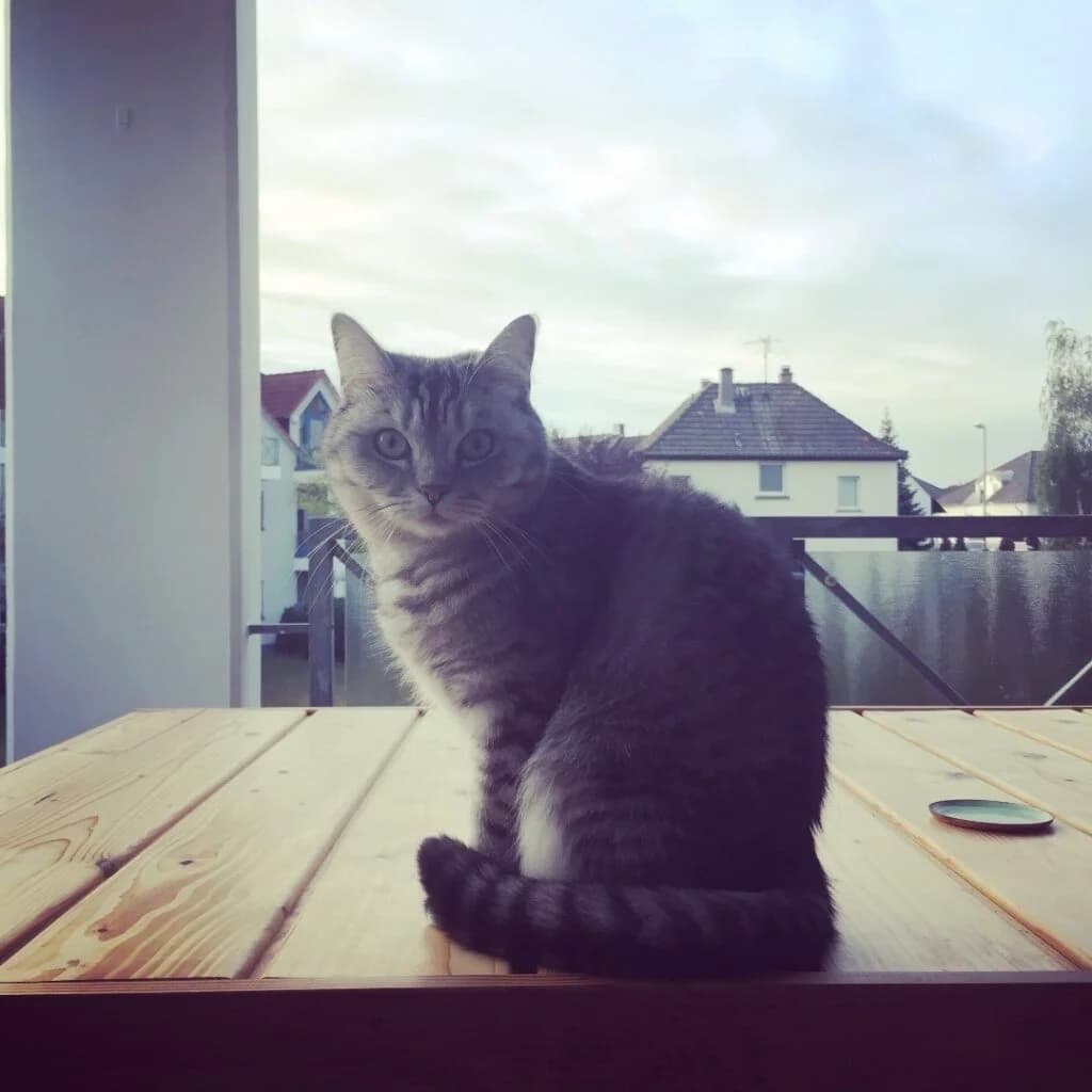 Trixy, Grau getigert female British Shorthair for adoption at Tierschutzverein Diez, Diez — photo 4 of 4