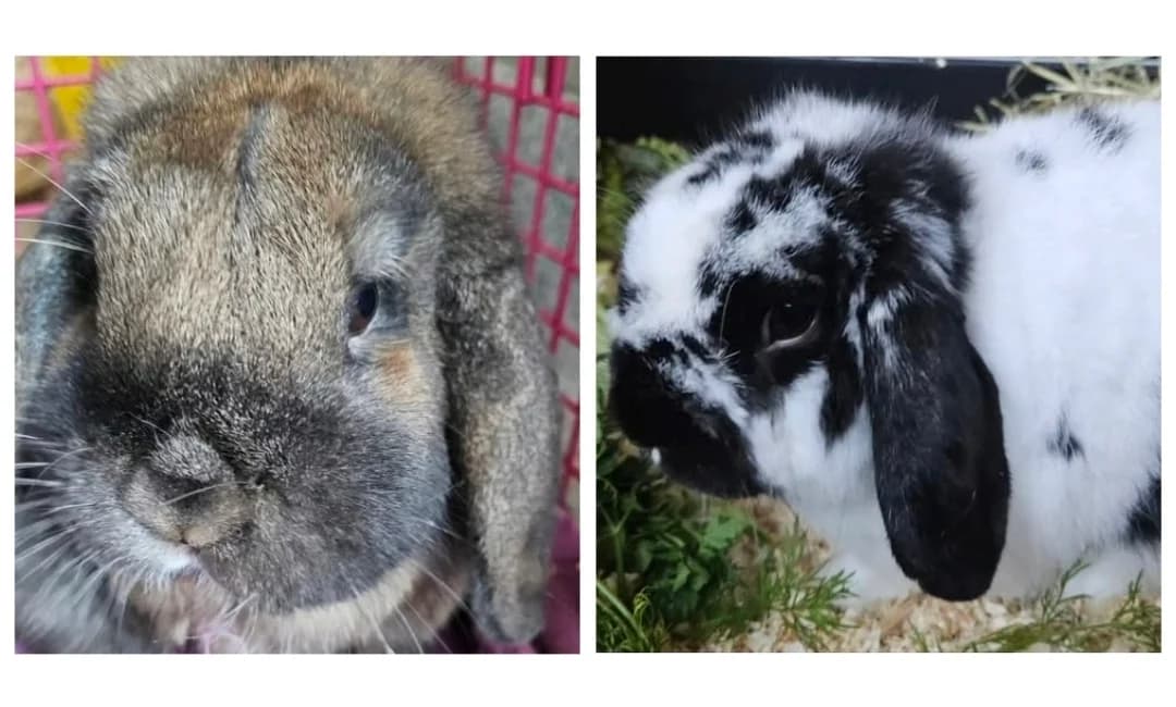 Kloppo & Willi, male mixed breed for adoption at Tierschutzverein Diez, Diez