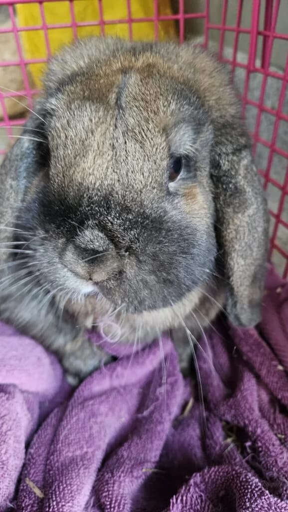 Kloppo & Willi, male mixed breed for adoption at Tierschutzverein Diez, Diez — photo 2 of 3