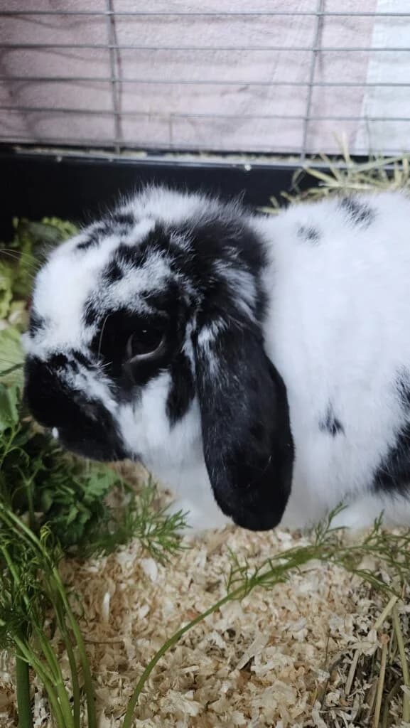 Kloppo & Willi, male mixed breed for adoption at Tierschutzverein Diez, Diez — photo 3 of 3