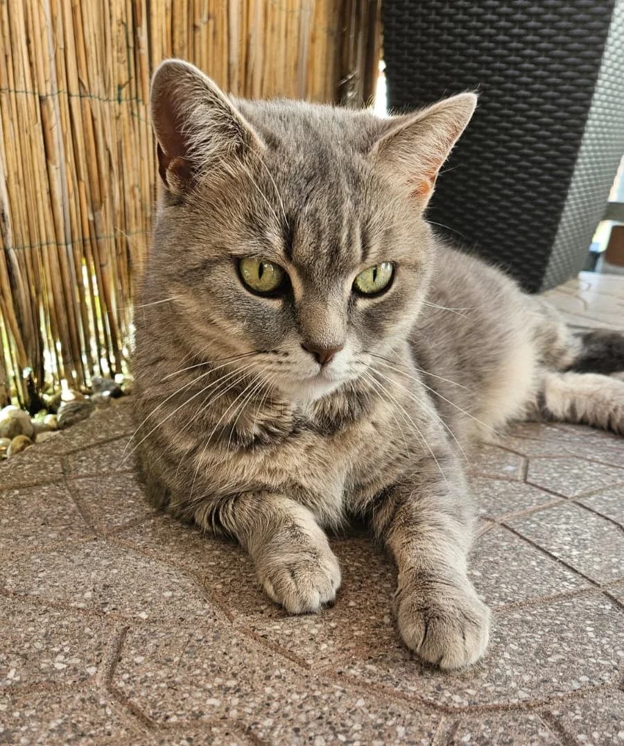 Lilly, Grau getigert female 7yo British Shorthair for adoption at Tierschutzverein Diez, Diez