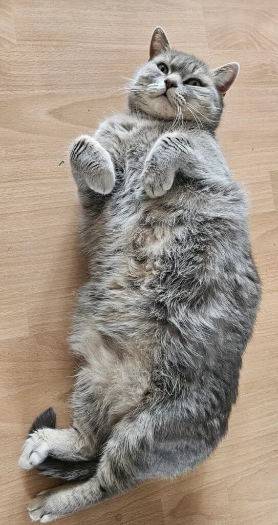 Lilly, Grau getigert female British Shorthair for adoption at Tierschutzverein Diez, Diez — photo 2 of 7