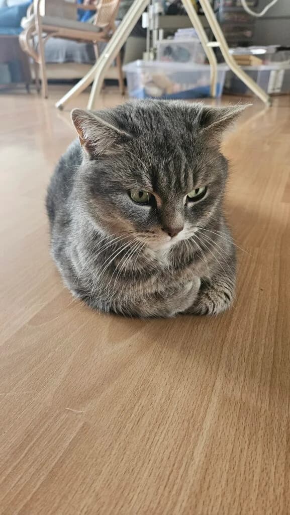 Lilly, Grau getigert female British Shorthair for adoption at Tierschutzverein Diez, Diez — photo 3 of 7