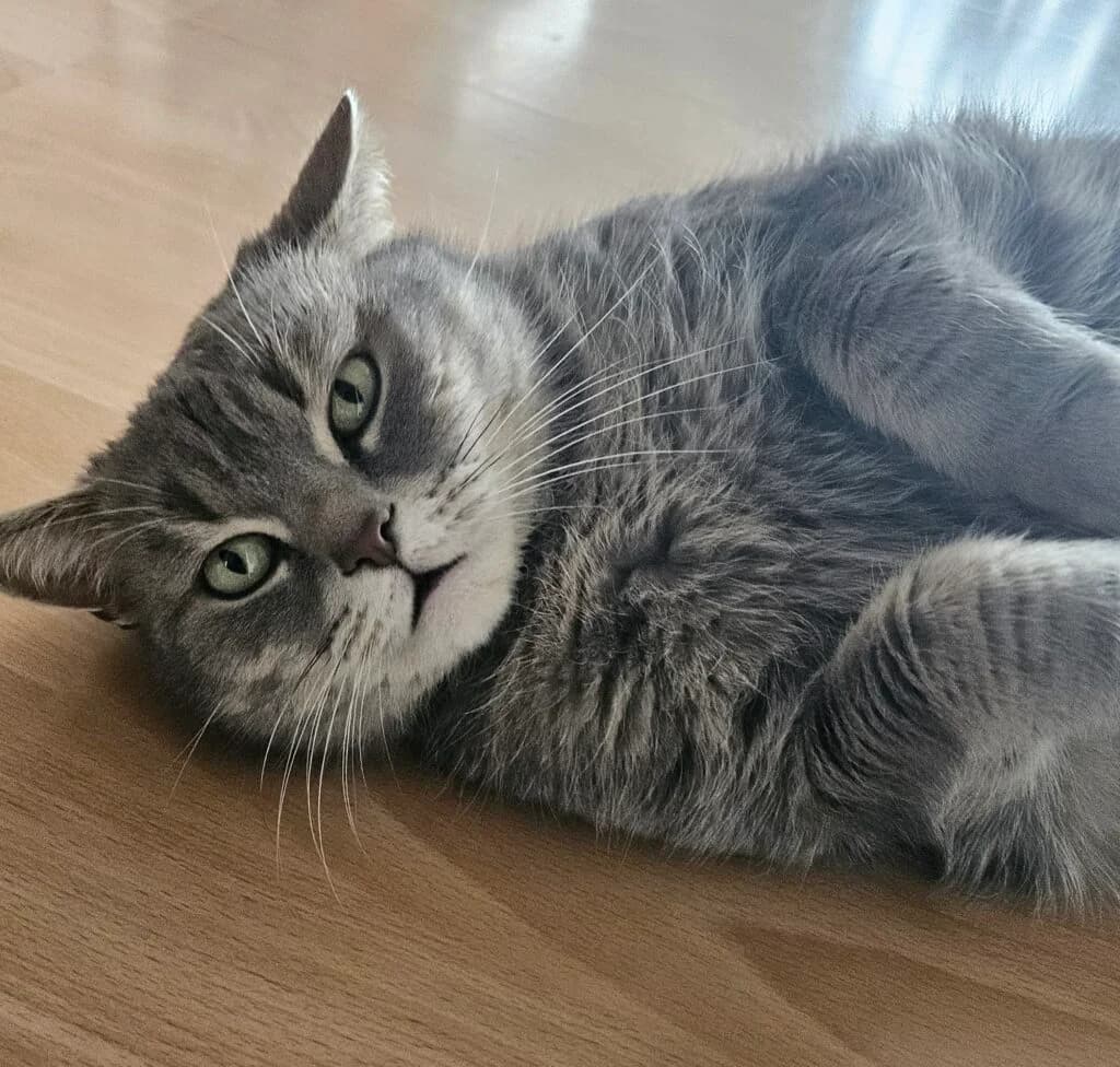 Lilly, Grau getigert female British Shorthair for adoption at Tierschutzverein Diez, Diez — photo 4 of 7