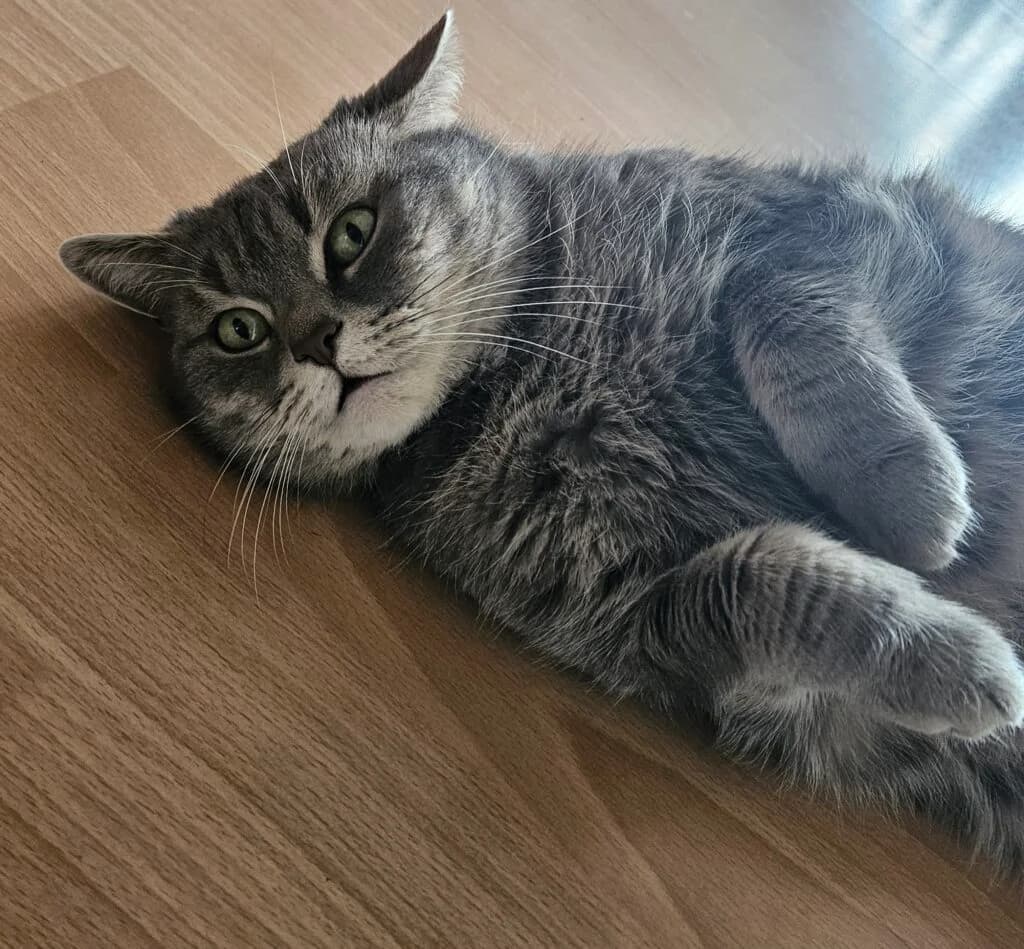 Lilly, Grau getigert female British Shorthair for adoption at Tierschutzverein Diez, Diez — photo 5 of 7